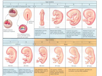 胚胎期